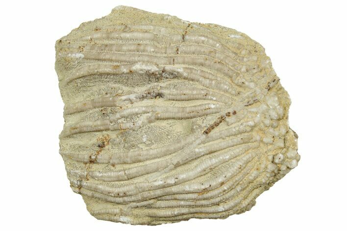 Fossil Crinoid (Eretmocrinus) Crown - Gilmore City, Iowa #327308